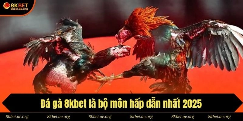 Đá gà 8kbet là bộ môn hấp dẫn nhất 2025