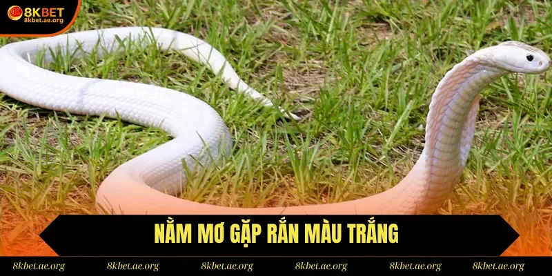 Chiêm bao gặp rắn trắng