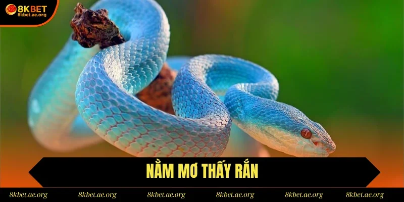 Nằm Mơ Thấy Rắn